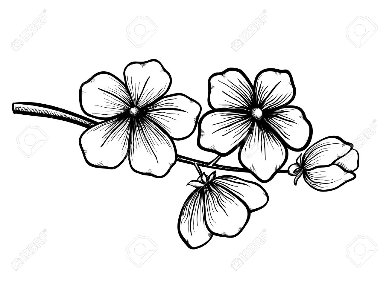 1300x1004 Branch Of A Blossoming Tree In Graphic Black White Style, Drawing