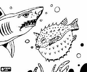 300x250 Fishes Coloring Pages Printable Games
