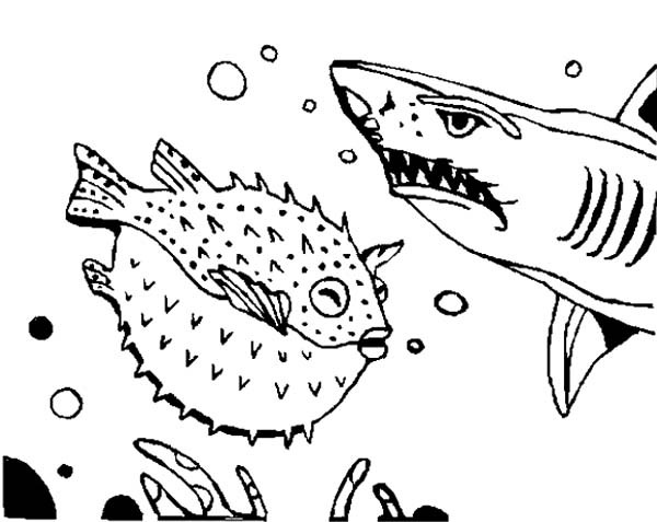600x477 Shark Is Afraid To Blowfish Coloring Pages Best Place To Color
