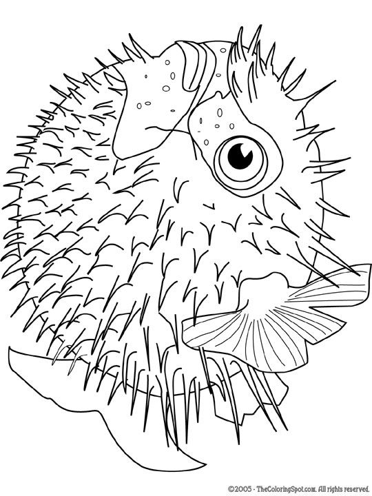 540x720 Pelagic Fish