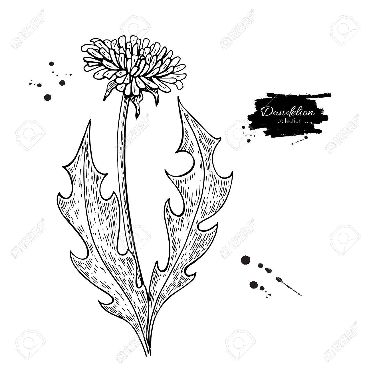 1300x1300 Dandelion Flower Vector Drawing Set. Isolated Wild Plant