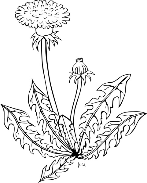 481x600 Dandelion Free Vector Download (89 Free Vector) For Commercial Use