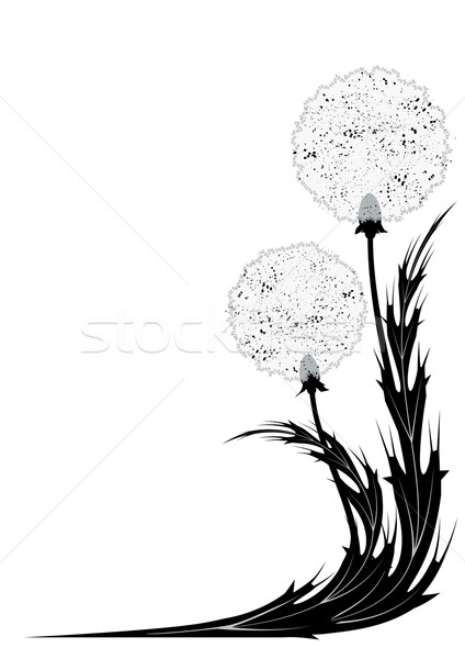 424x600 Dandelion Vector Stock Photos, Stock Images And Vectors Stockfresh