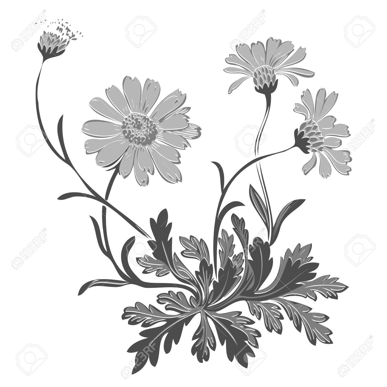 1300x1300 Drawn Dandelion White Background