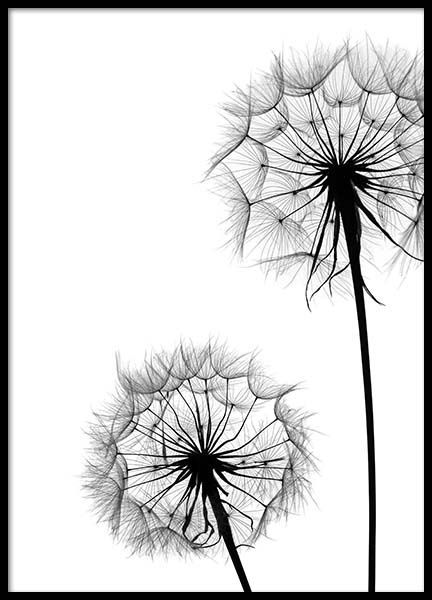 432x600 Pin By Chris Miller On Black Amp White Dandelions