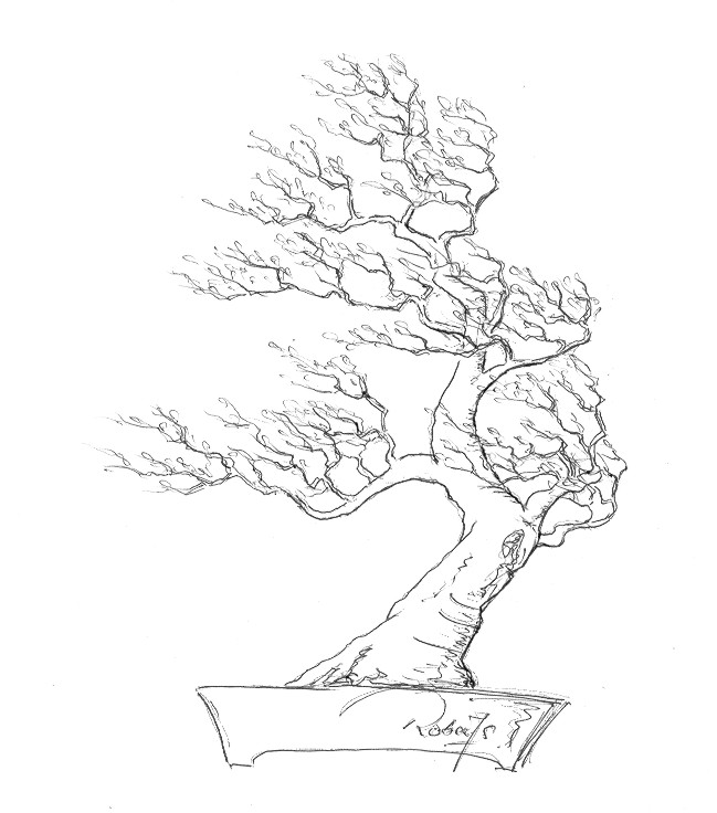 649x736 Chinese Influence On Forestry Commission Larch