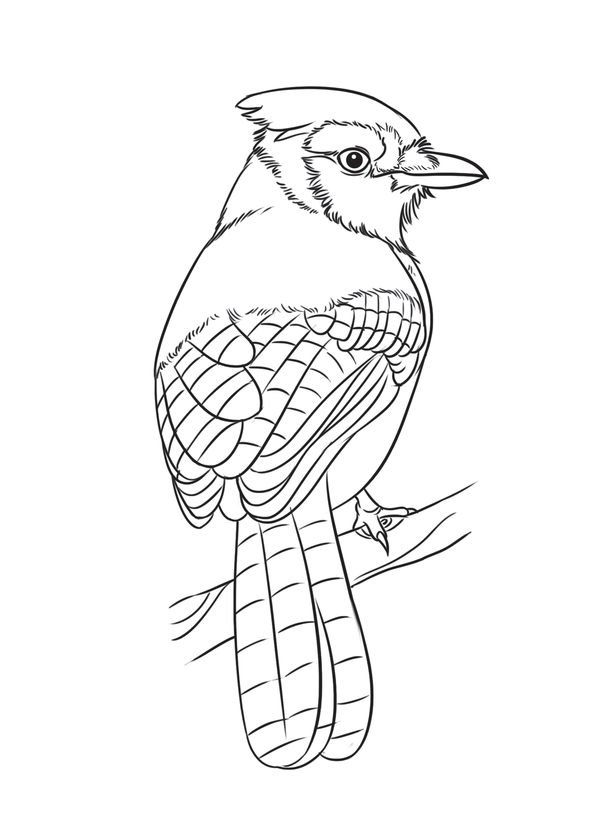 1200x1600 Blue Bird Kidding Space