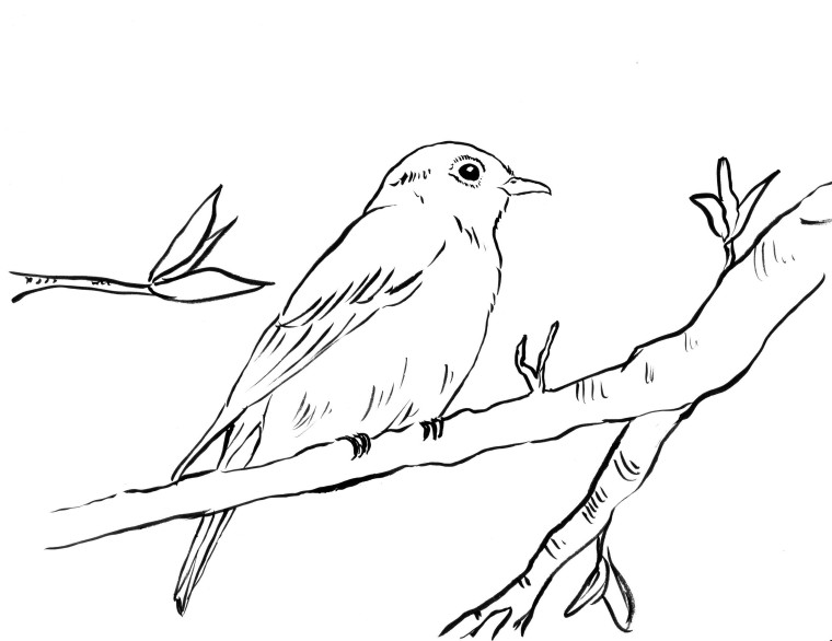 760x586 Bluebird Coloring Page