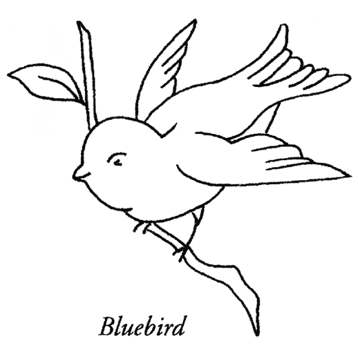 518x503 Bluebird Coloring