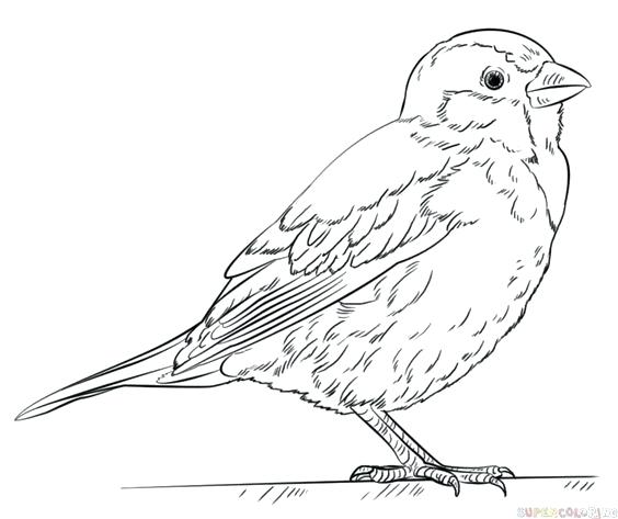 564x473 Draw Coloring Pages Bluebird Coloring Page Draw Coloring To Cure