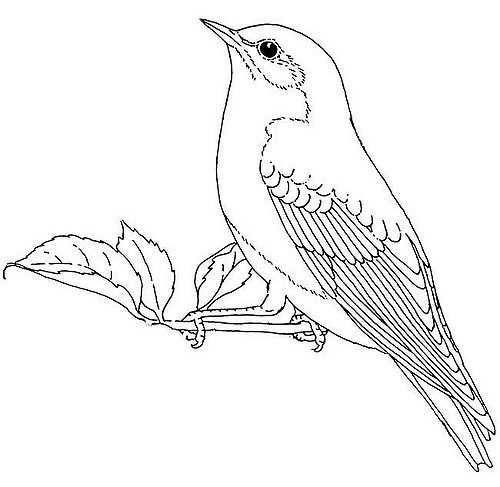 500x487 Bird Illustrations