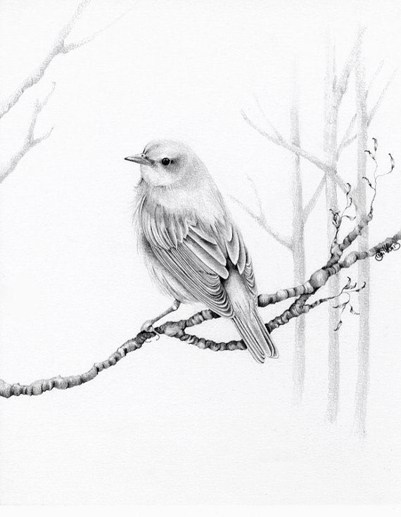 570x735 Pencil Drawing Pencil Drawing Drawings, Bird