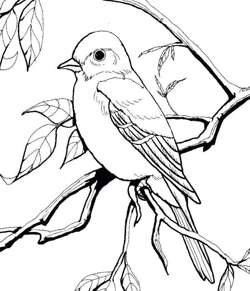 800x932 This Is Bird Coloring Pages Images Blue Bird Cartoon Coloring