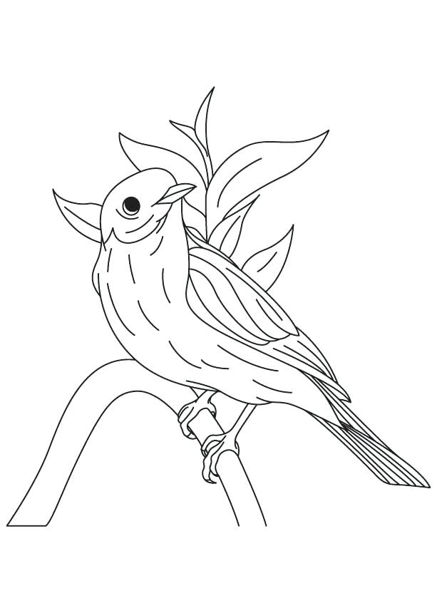 613x860 Eastern Bluebird Coloring Page