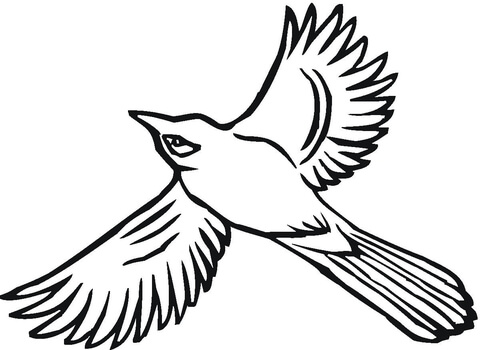 480x350 Flying Jay Coloring Page Free Printable Coloring Pages