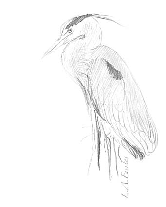341x426 Great Blue Heron