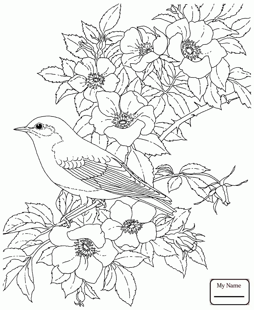 1028x1253 Coloring Pages Eastern Bluebird Rose New York State Bird