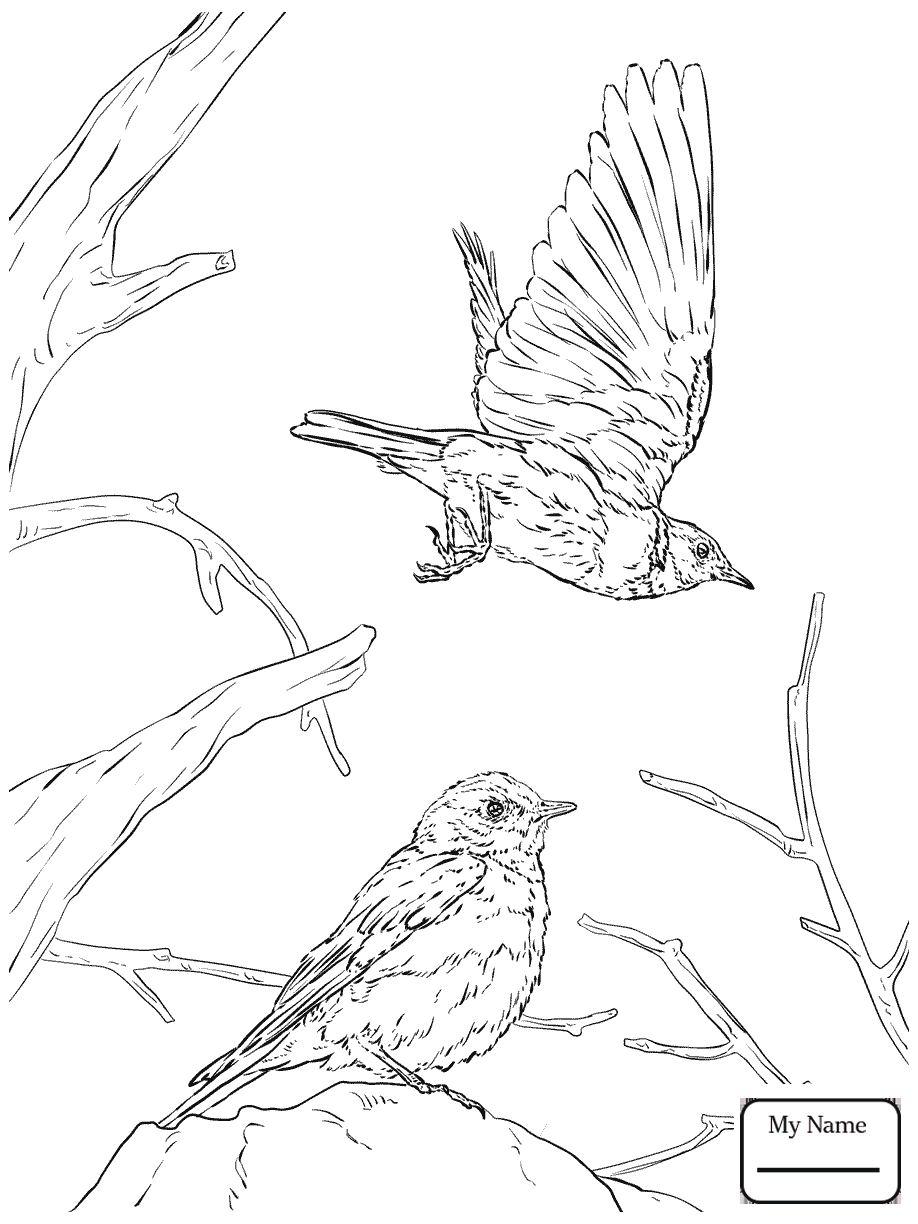 918x1224 Coloring Pages For Kids Bluebird Birds Blue Bird Flying