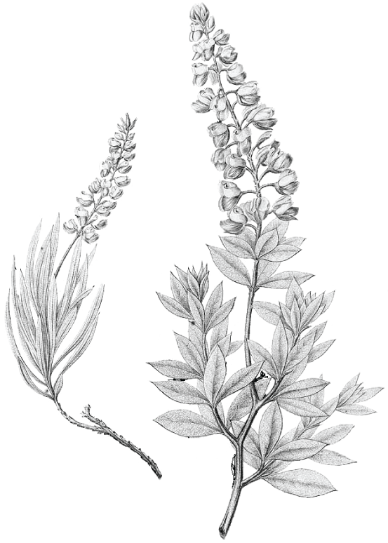 553x774 Bluebonnet Tattoos Tatting And Tattoo