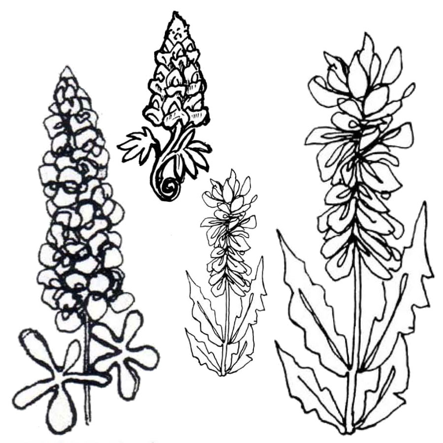 900x900 Texana Designs March 2016 Stamp Of The Month