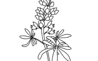 320x200 Shimmer And Shine Coloring Pages Pattern Drawing Board Weekly