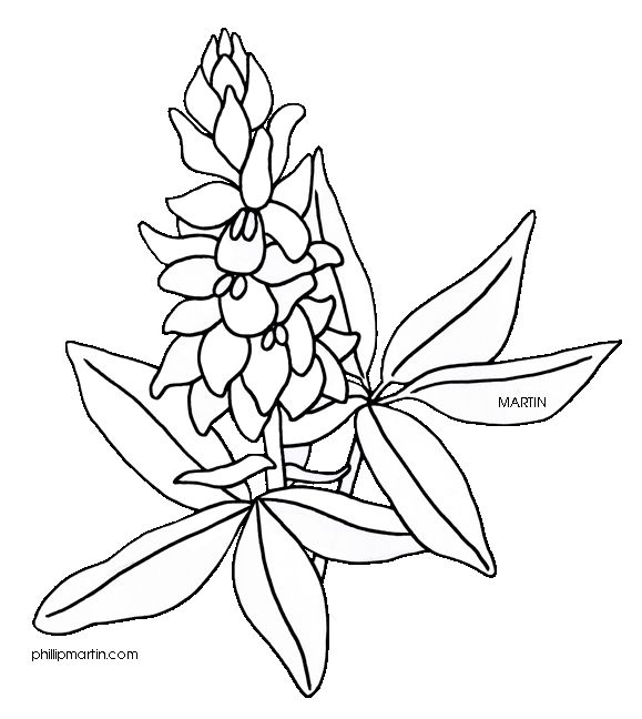 Blue Bonnet Drawing at GetDrawings | Free download