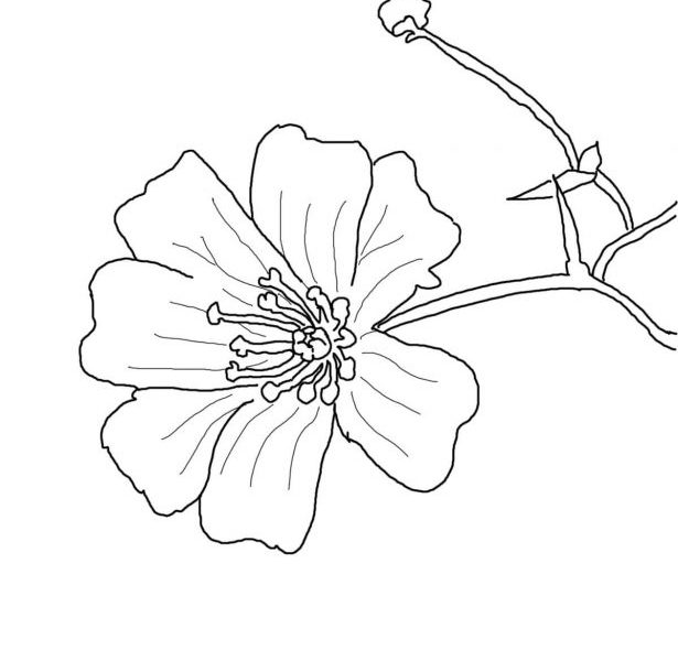 615x600 Bluebonnet Coloring Page