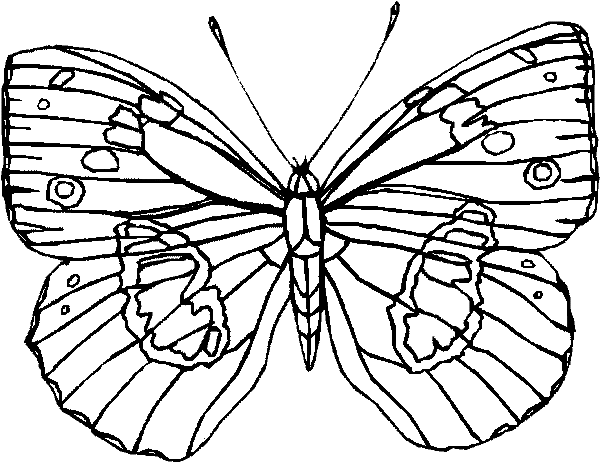600x462 Butterfly Coloring Pages