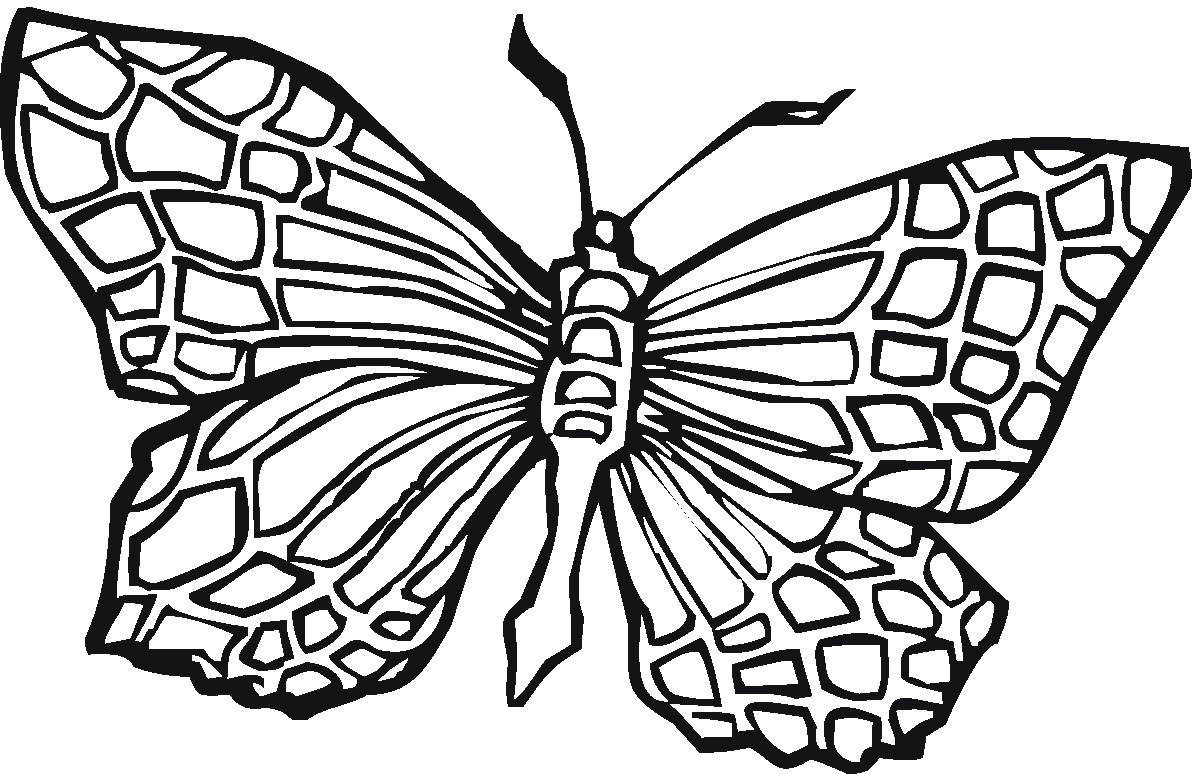 1200x774 Special Coloring Picture Of A Butterfly Cool Ideas