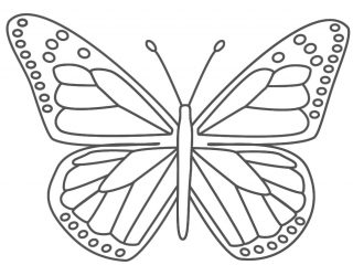 320x240 Butterfly Pictures Print And Colour Butterfly Coloring Pages