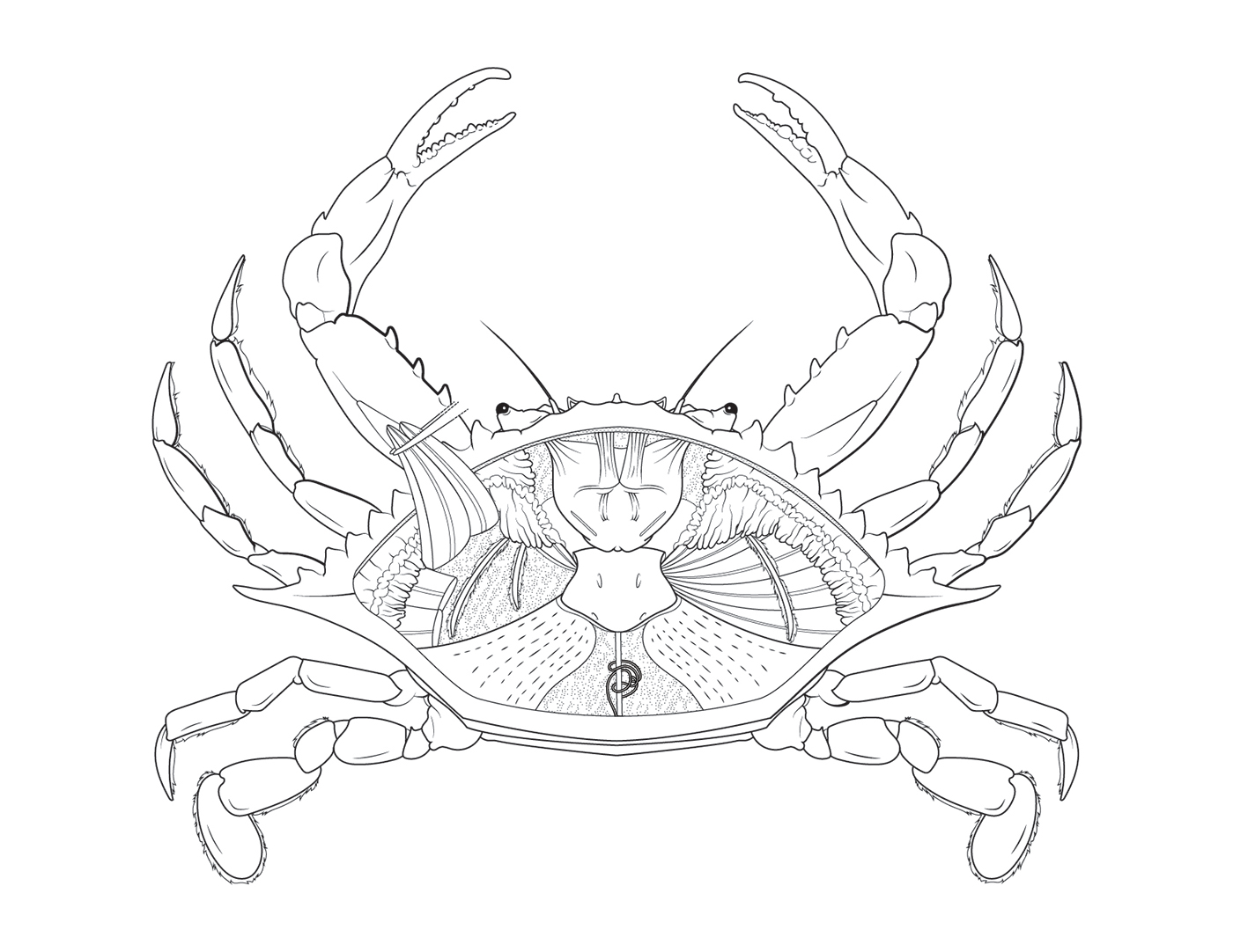 1400x1082 Blue Crab Dissection Plate On Behance