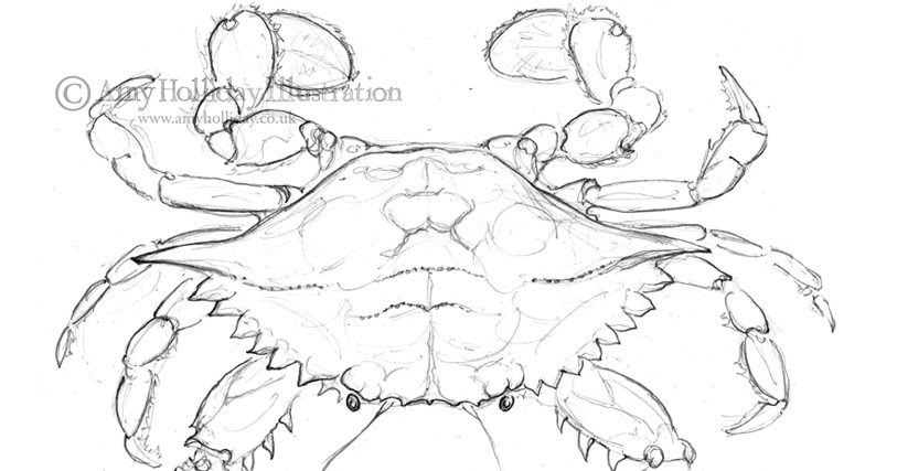 813x427 Amy Holliday Illustration Sketchbook Atlantic Blue Crab Drawing