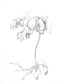236x344 Pencil Drawings Of Orchids Blue Turtle Blue