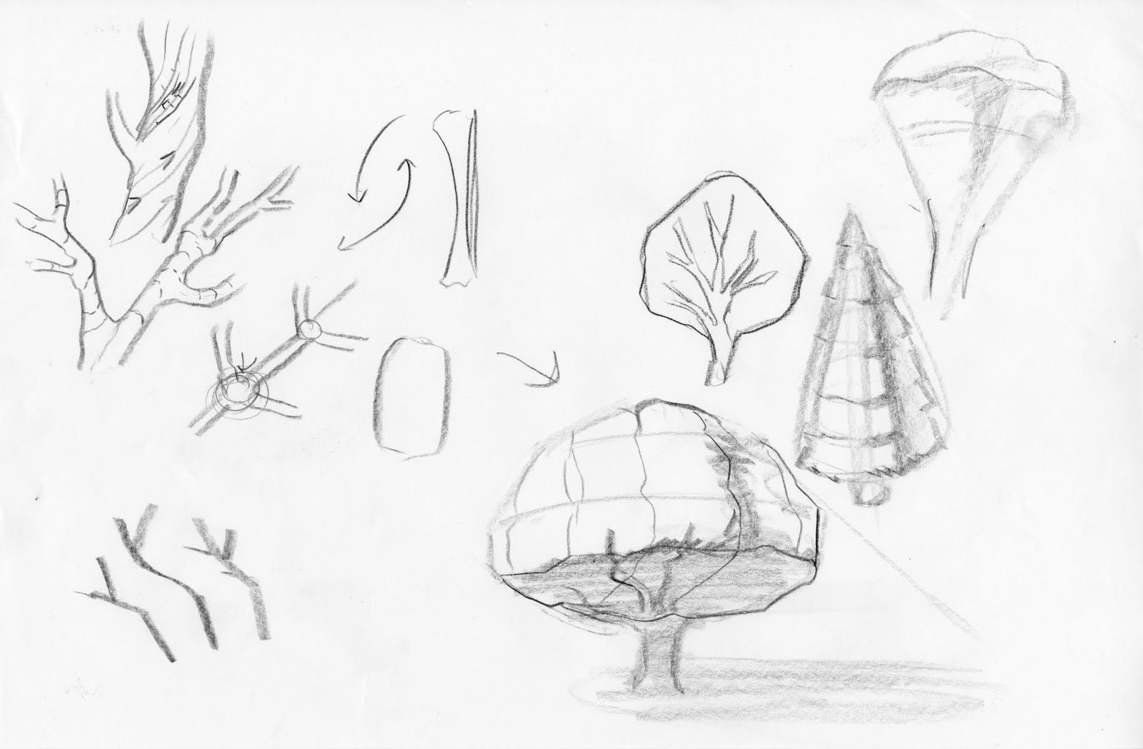 1600x1049 Pin By Blue Rose Art On Tree And Bush Drawing Reference