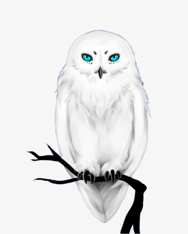 650x811 White Haired, Blue Eyed Owl, Solanum, Blue Eye, Owl Png Image