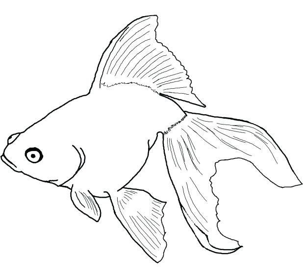 618x571 One Fish Two Fish Red Fish Blue Fish Coloring Pages Marvellous