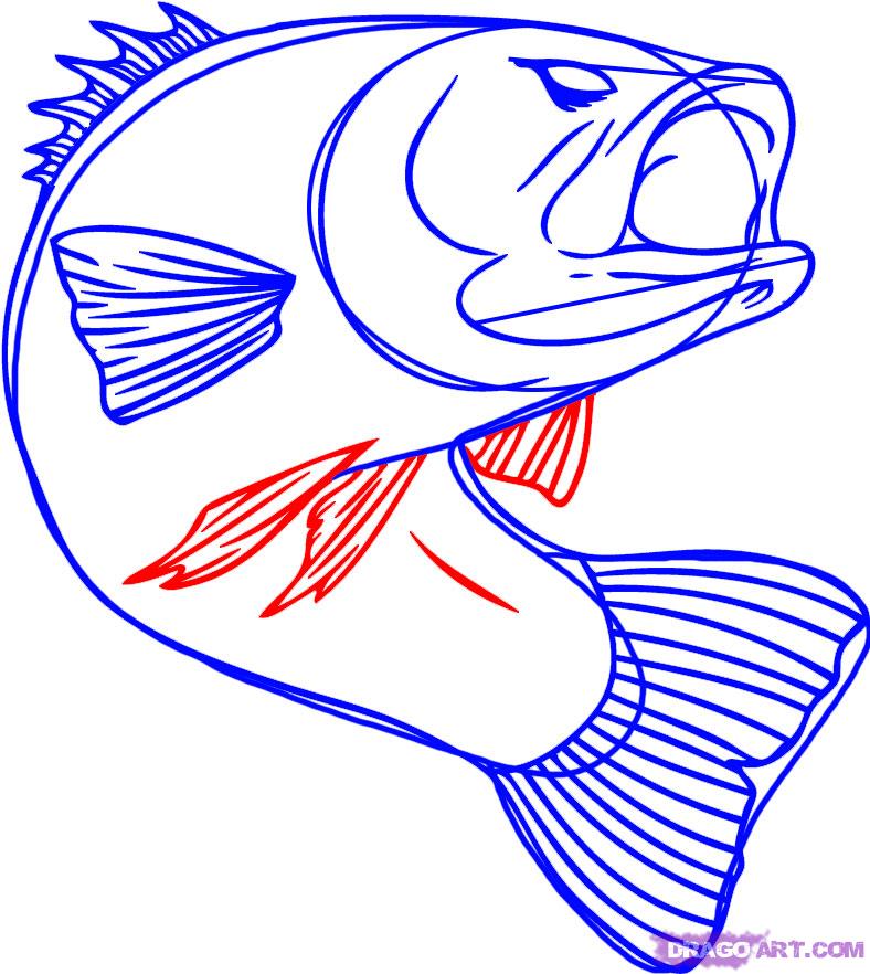 788x882 How To Draw A Bass Fish Step 5 Paintings Fish