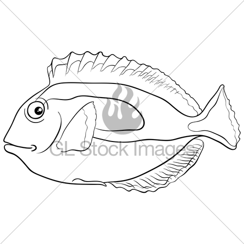 500x500 Blue Tang Fish Coloring Page Gl Stock Images