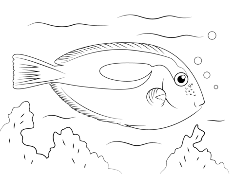 480x358 Blue Tang Coloring Page Free Printable Coloring Pages