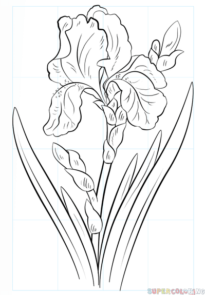 399x575 How To Draw An Iris Flower Step By Step. Drawing Tutorials