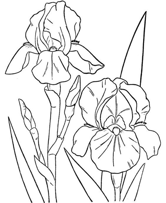 564x690 58 Best Draw Flowers Images On Drawing Flowers, Flower