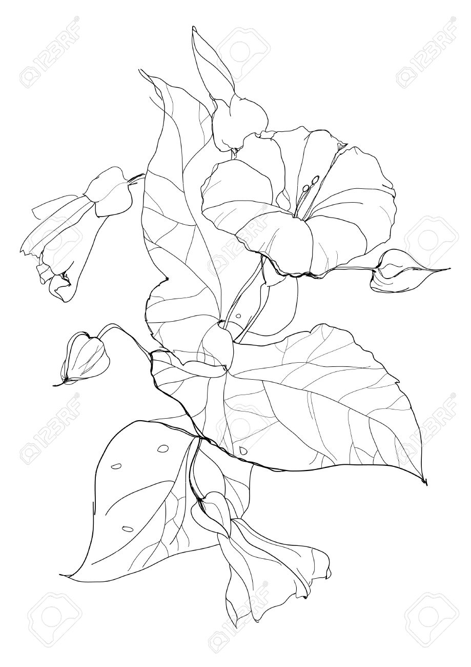 919x1300 Morning Glory Flower Drawing Watercolor Drawing Delicate Pink Blue