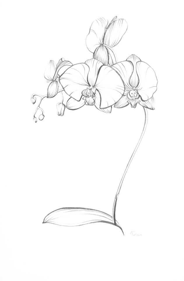 631x960 Pencil Drawings Of Orchids Blue Turtle Blue