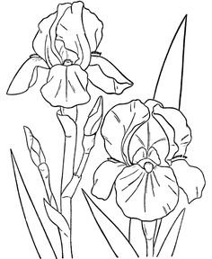 236x288 Flower Coloring Pages Spring Flowers Coloring Page. Color These