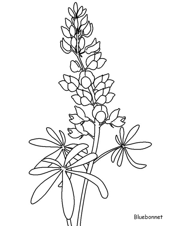 564x751 Coloring Flowers