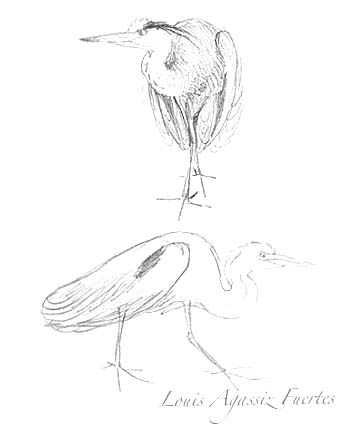 341x426 Great Blue Heron Description