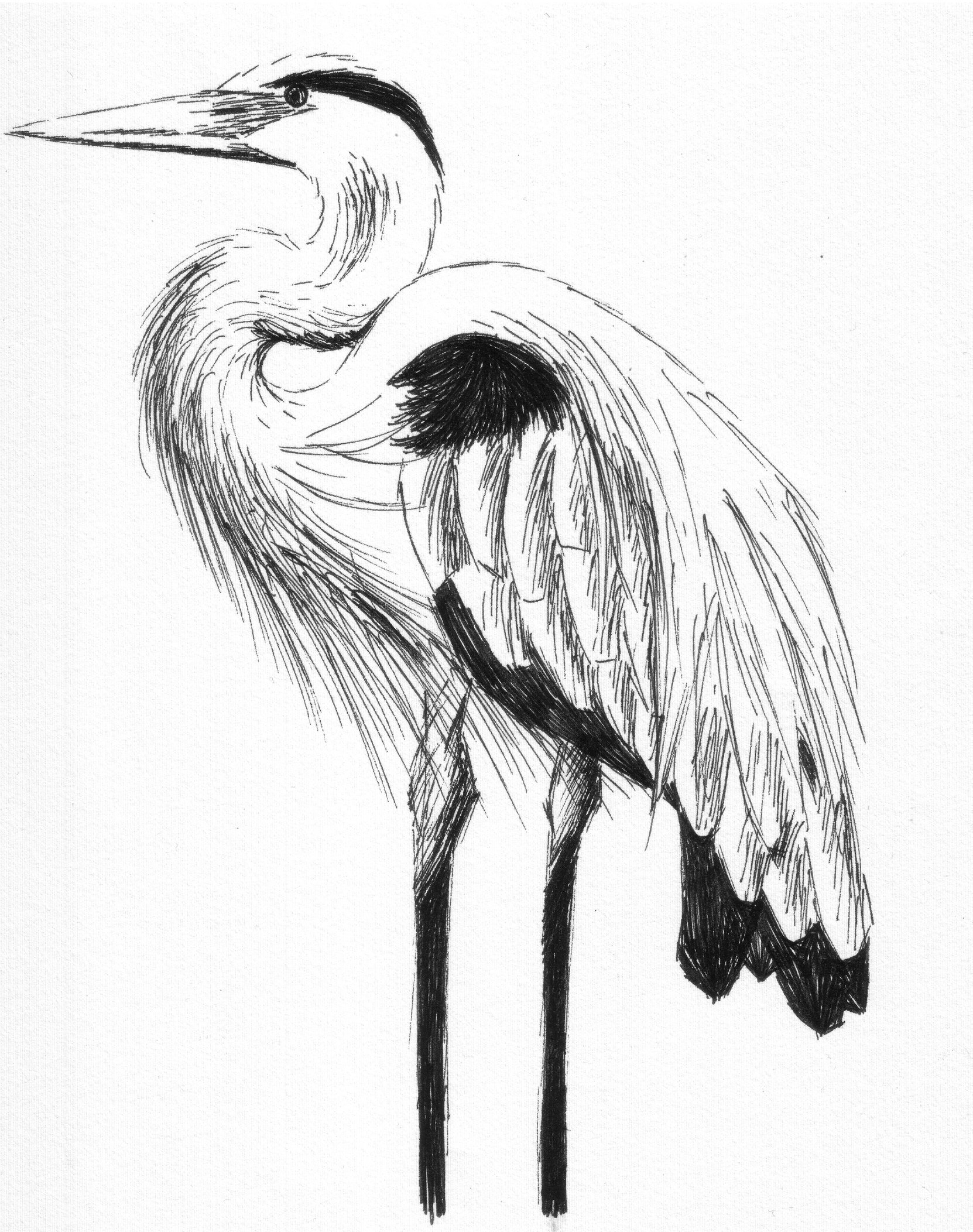 1662x2104 Great Blue Heron By Stupid Fridge