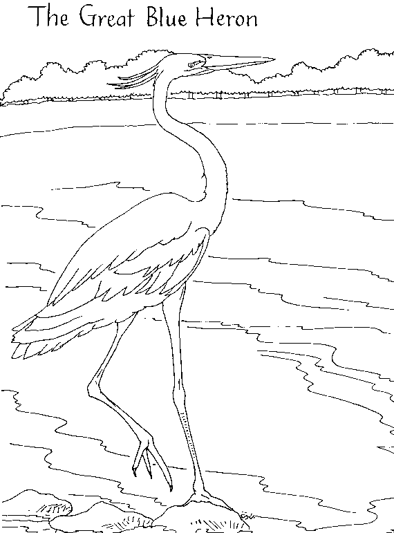 570x771 Great Blue Heron Coloring Page