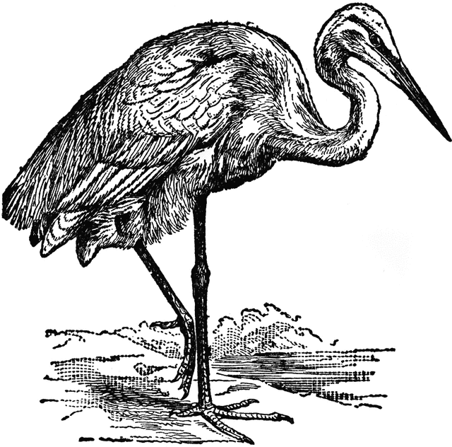 640x632 Heron Clipart Etc