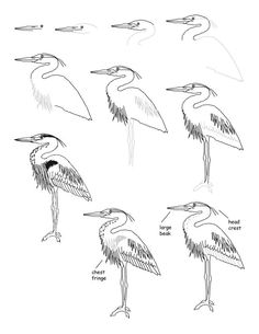 236x305 How To Draw A Great Blue Heron Watercolors Blue